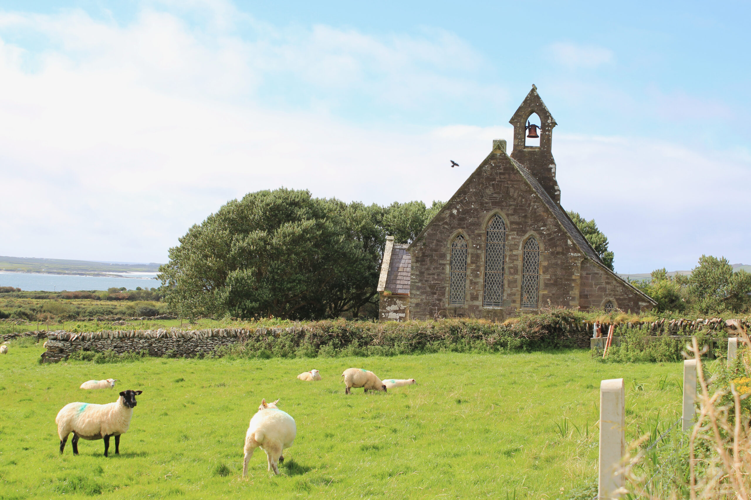 Sheep beside English Church 2012
